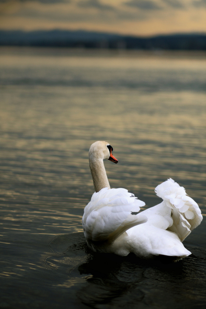 Der Schwan... der nach denkt...