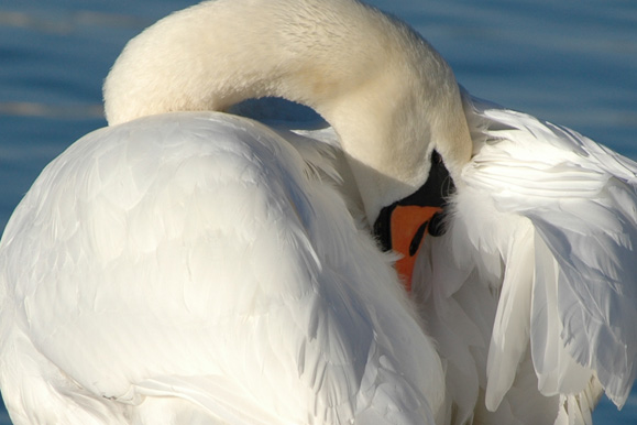 Der Schwan der sich schämt :-)