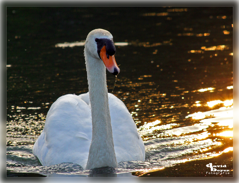 Der Schwan