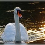 Der Schwan