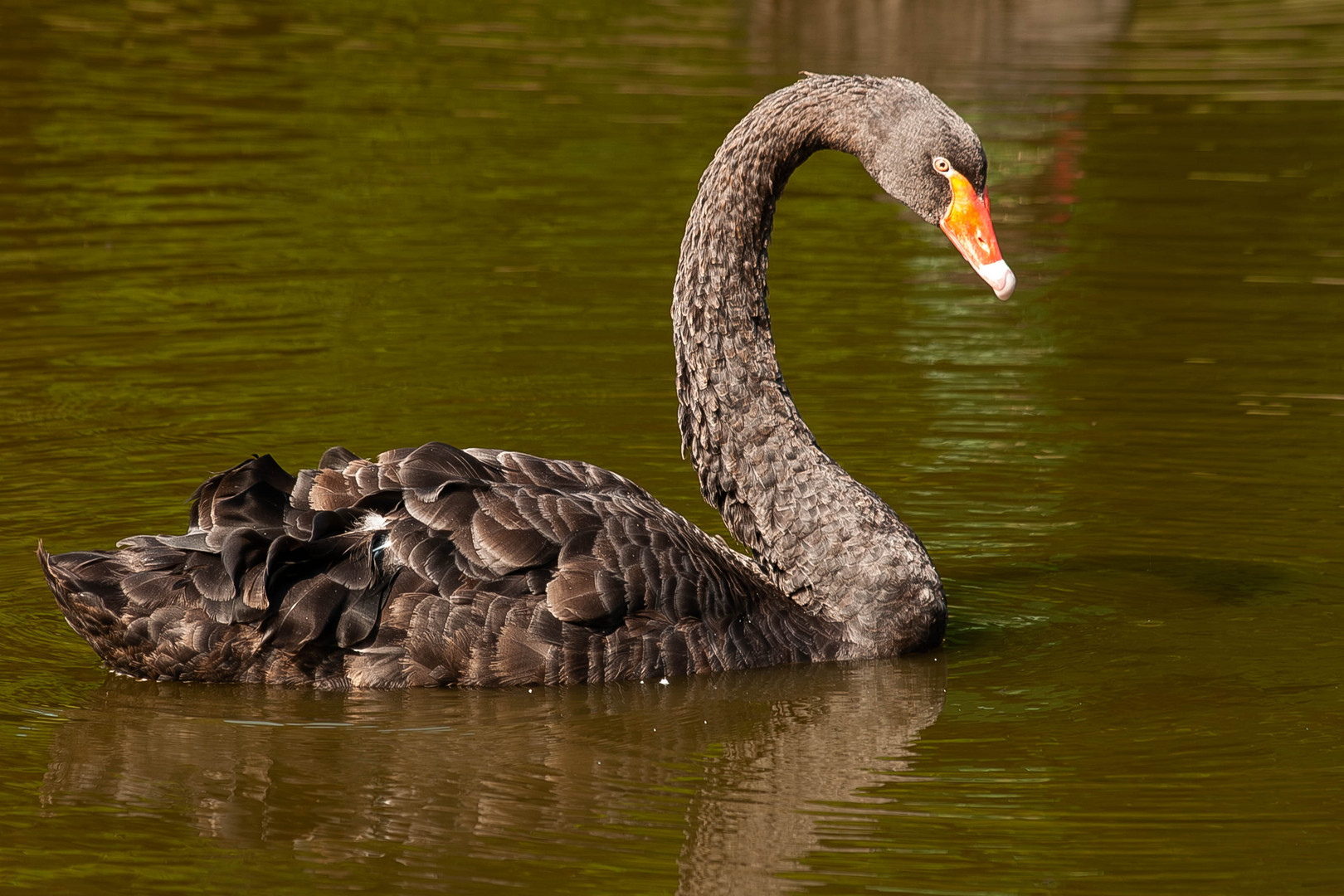 Der Schwan drehte gemütlich seine Runden!