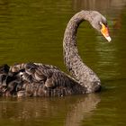 Der Schwan drehte gemütlich seine Runden!