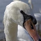 Der Schwan