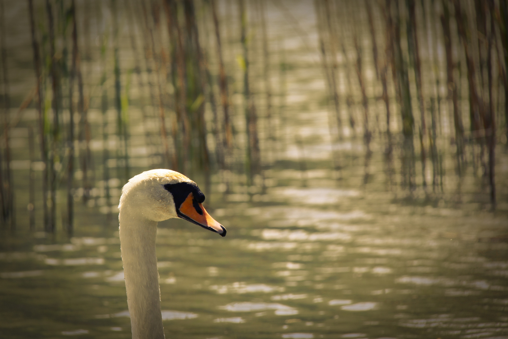 Der Schwan