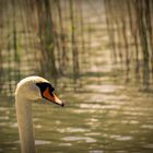 Der Schwan