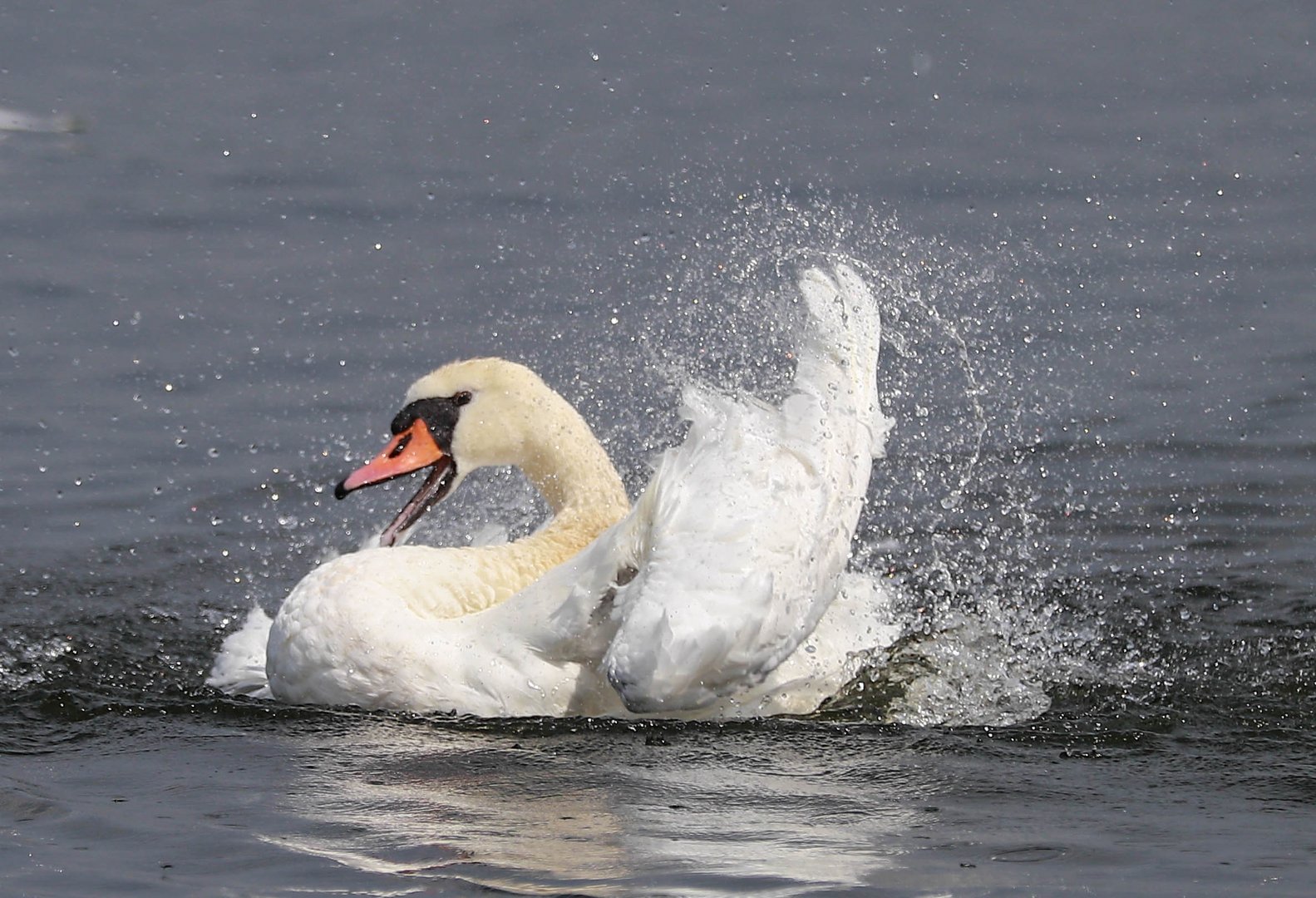  der Schwan 