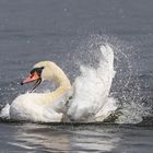  der Schwan 