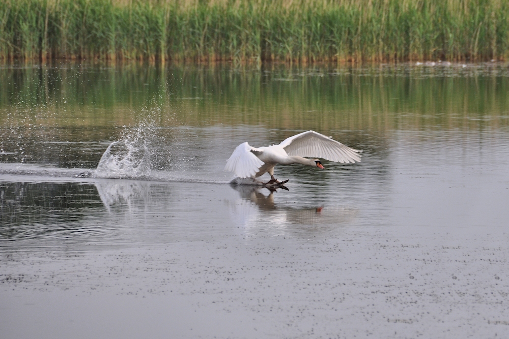 der Schwan...