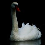 Der Schwan