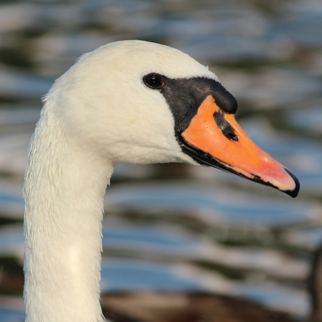 Der Schwan