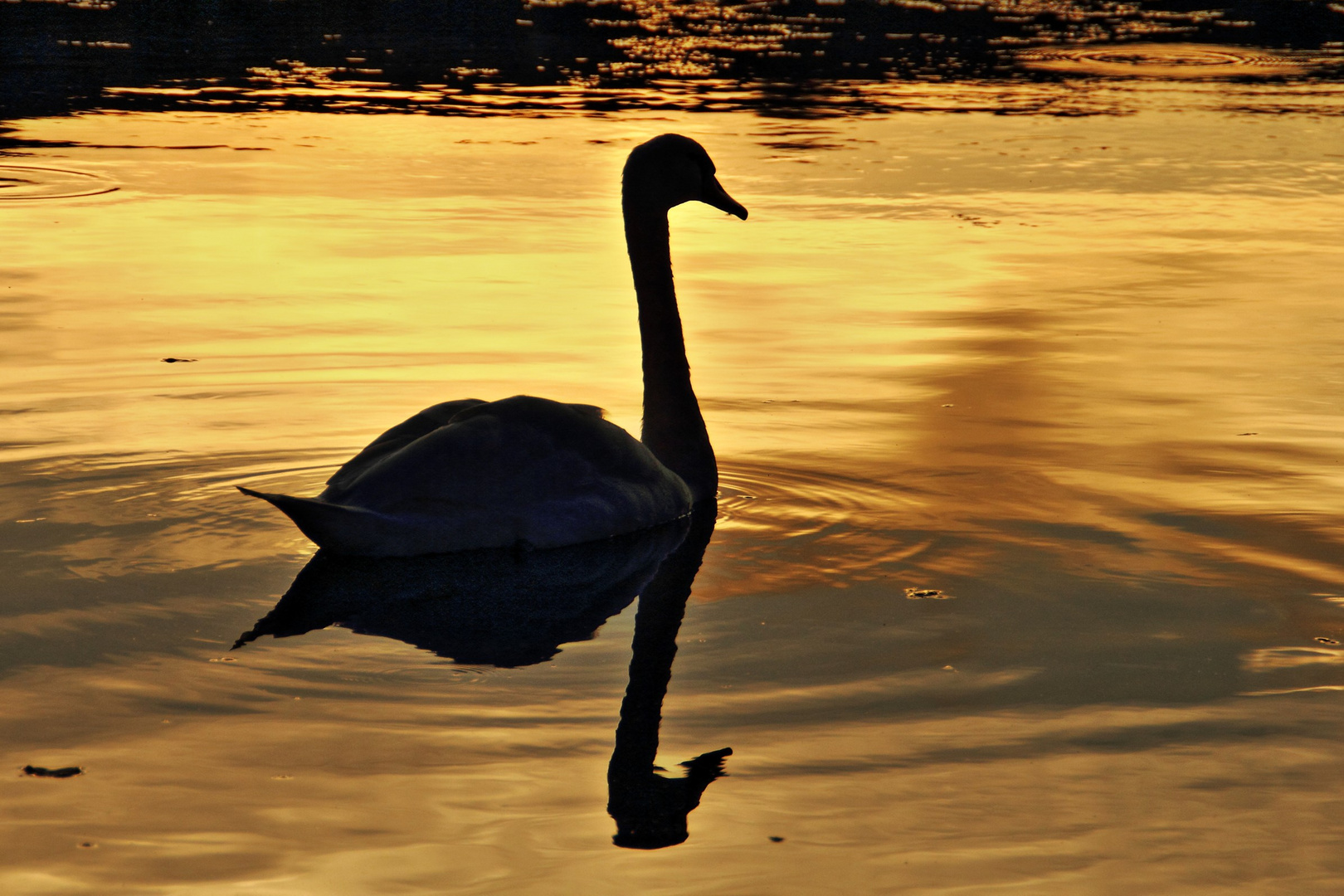 Der Schwan