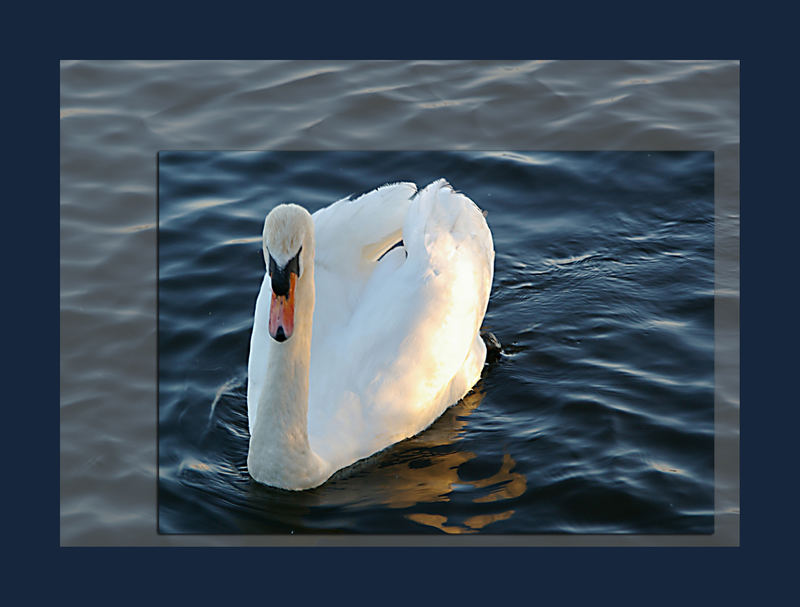 Der Schwan