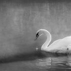 Der Schwan