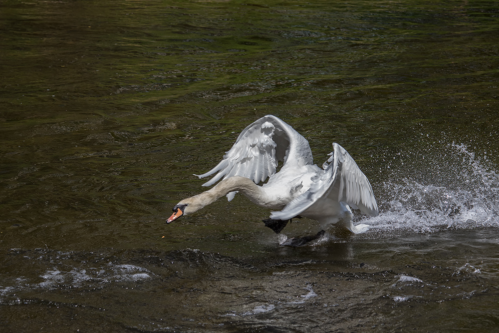 Der Schwan...