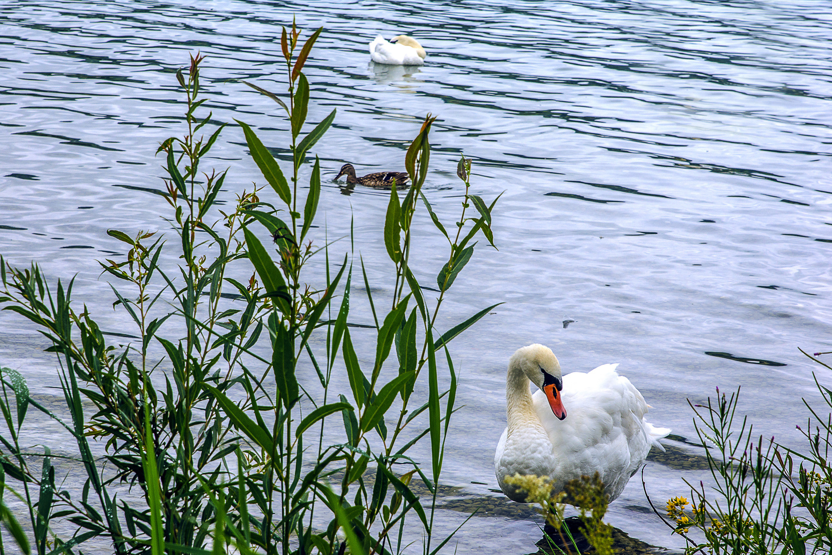 Der Schwan