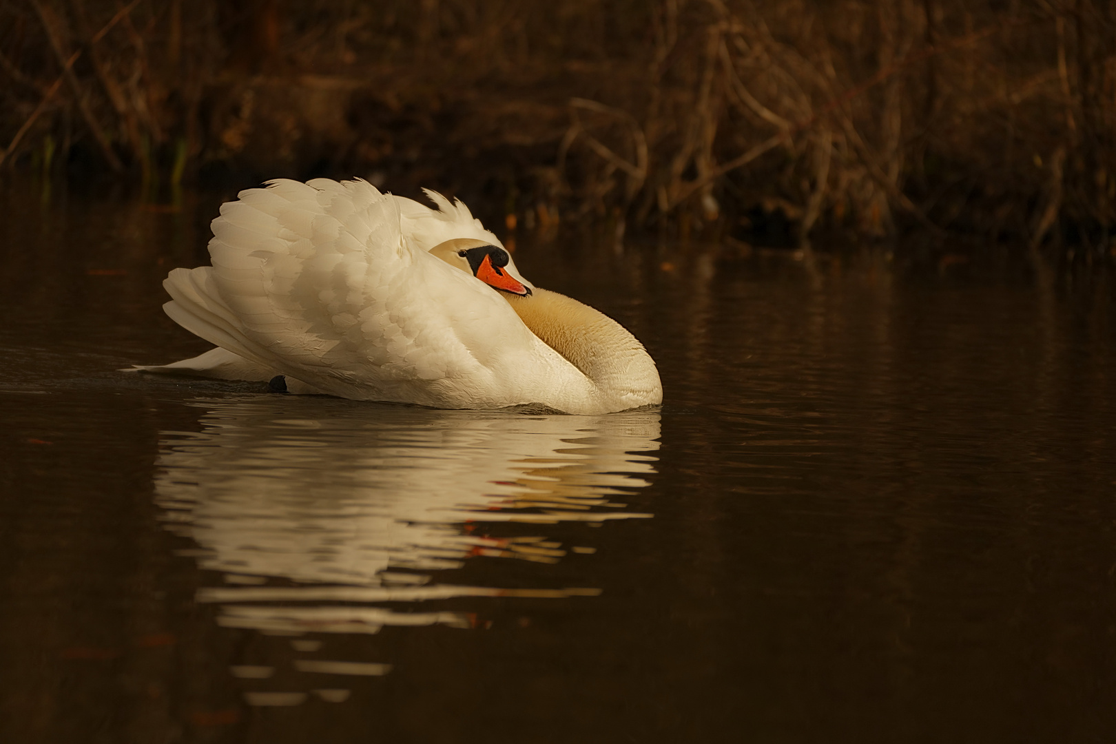 Der Schwan