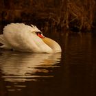 Der Schwan