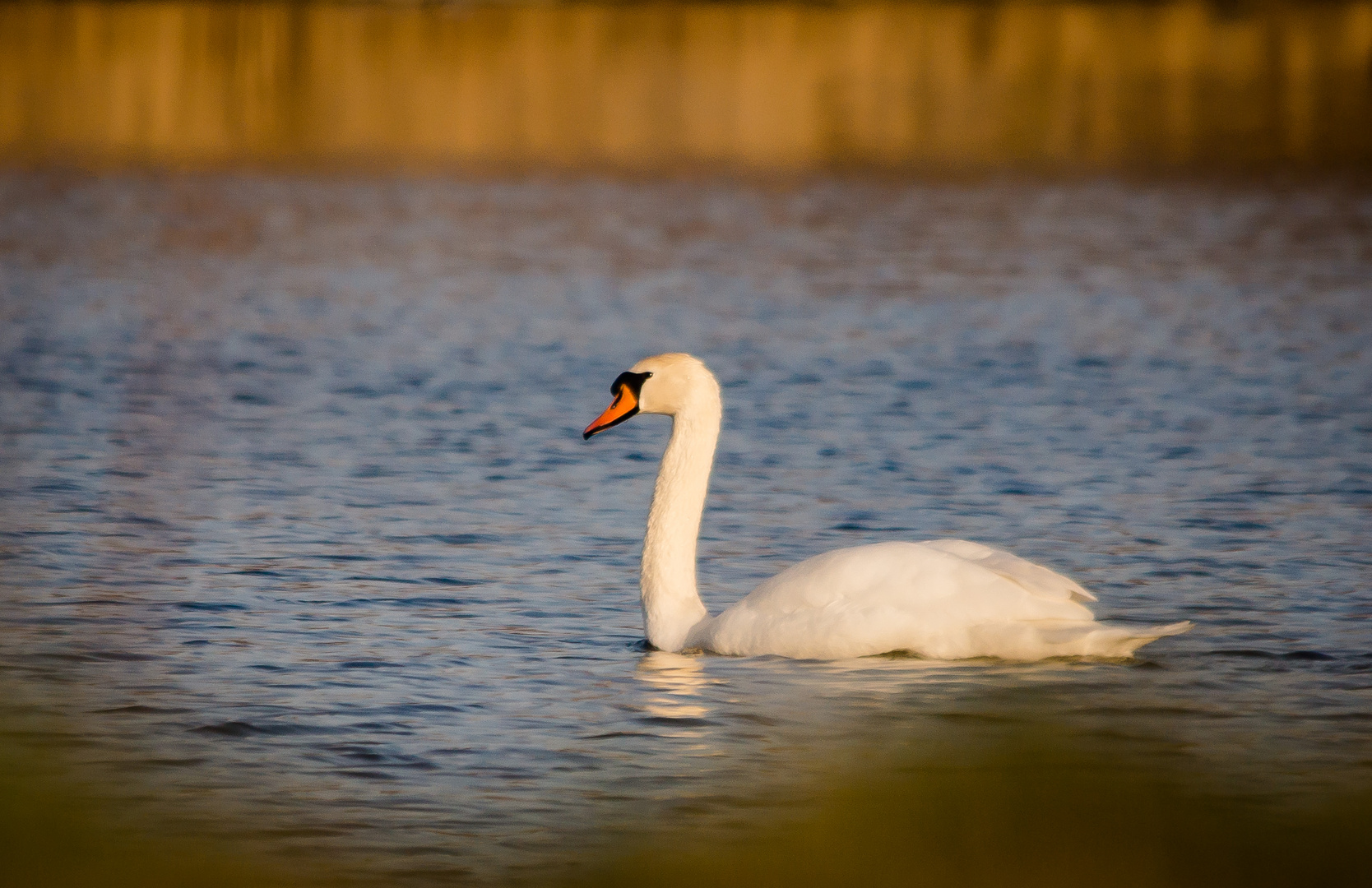 der Schwan