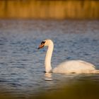 der Schwan