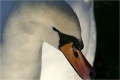 Der Schwan