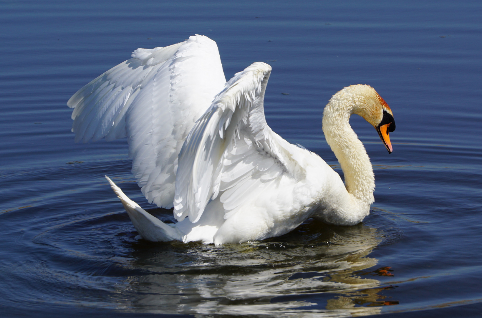 der Schwan Foto & Bild tiere, wildlife, wasser Bilder auf