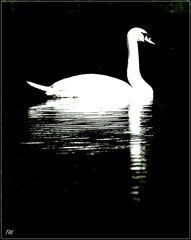 Der Schwan