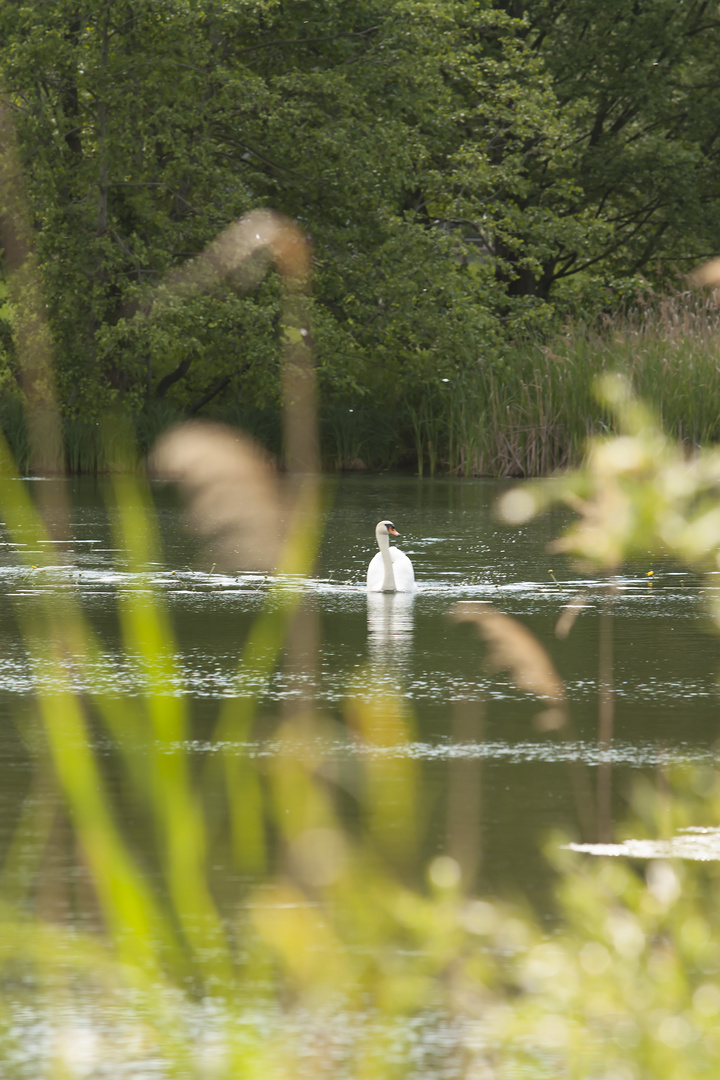 Der Schwan 