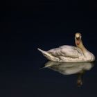 Der Schwan