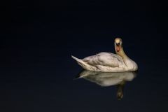 Der Schwan