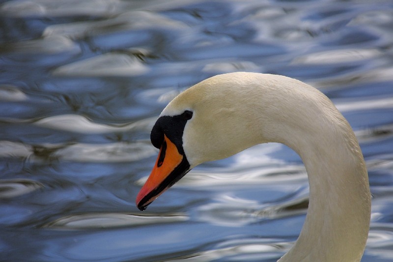 Der Schwan