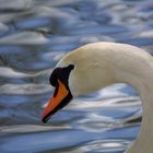 Der Schwan