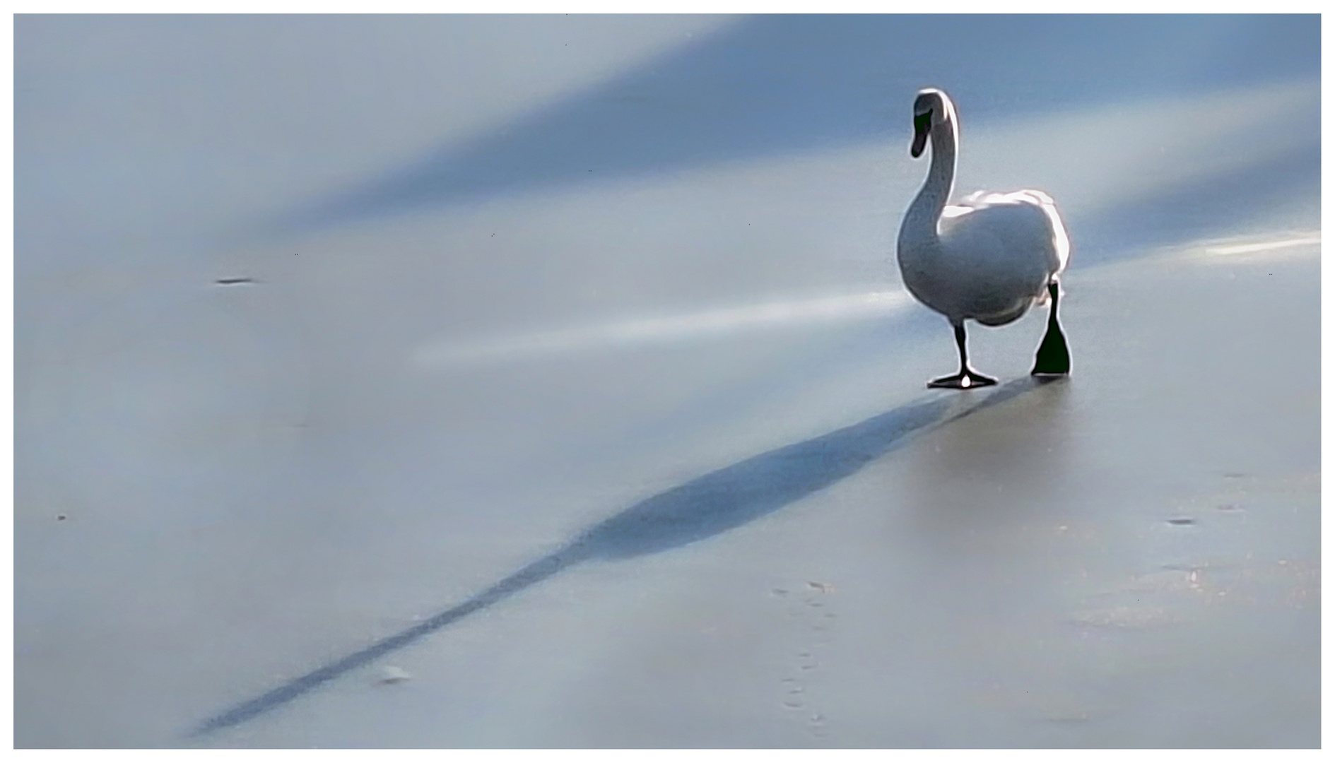 der Schwan folgt seinem Schatten