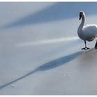 der Schwan folgt seinem Schatten