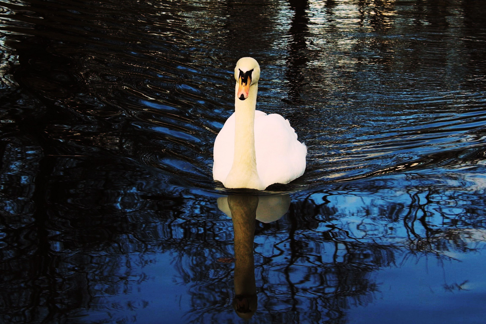 der Schwan gleitet gen Ufer