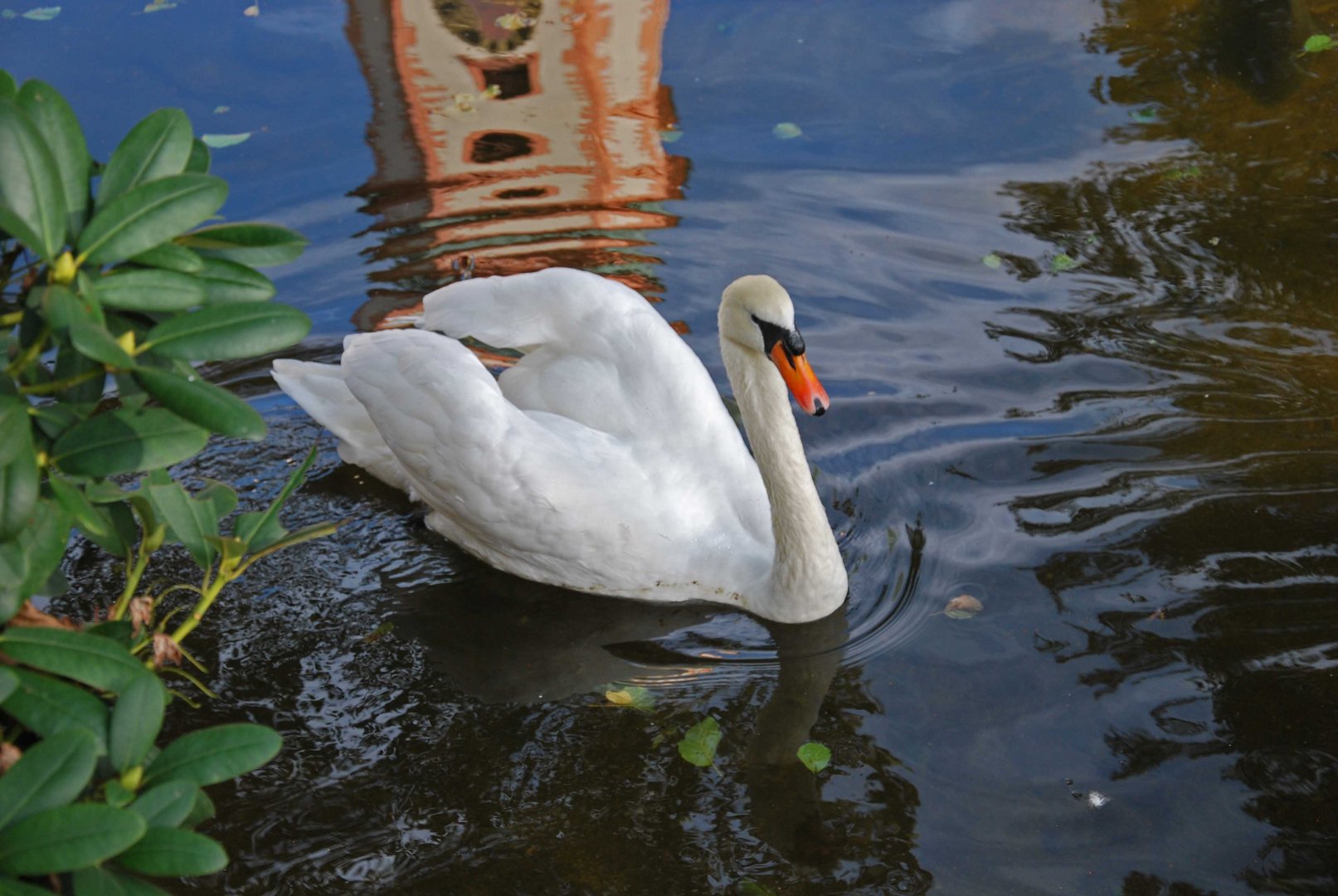 Der Schwan Hansi, Wahrzeichen der Stadt Zell im Wiesental