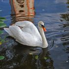 Der Schwan Hansi, Wahrzeichen der Stadt Zell im Wiesental