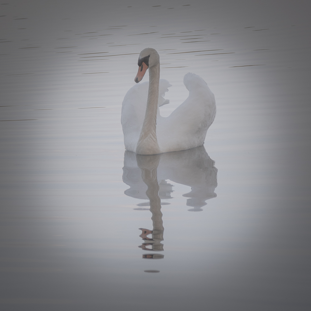 Der Schwan II