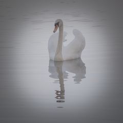 Der Schwan II