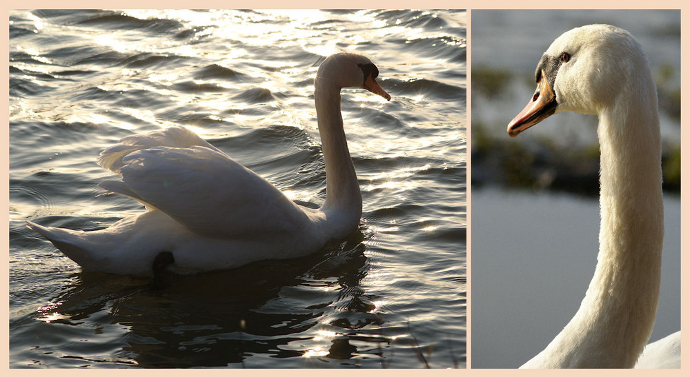 Der Schwan im Abendlicht