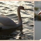 Der Schwan im Abendlicht