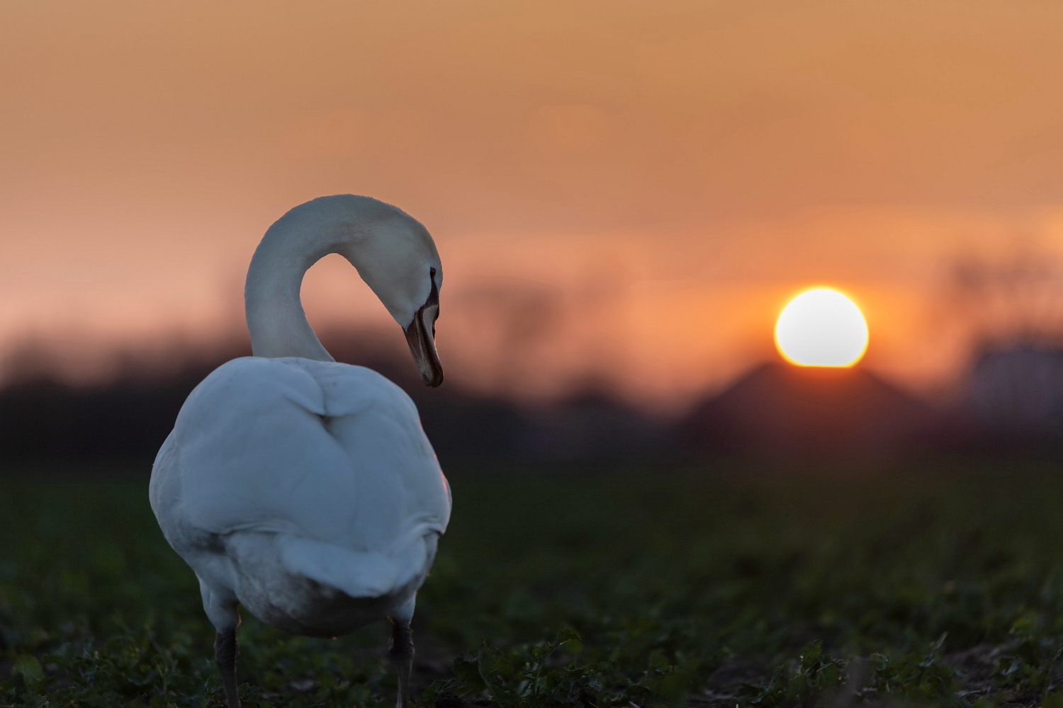 **Der Schwan im Abendrot**