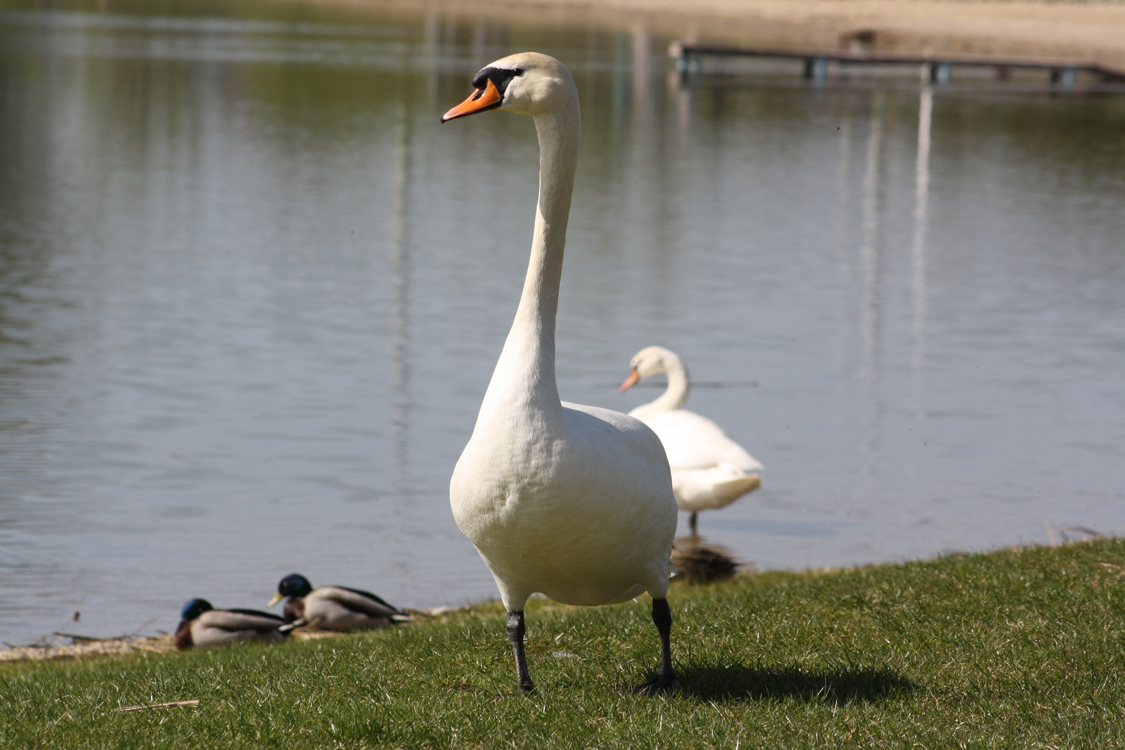 Der Schwan im anmarsch