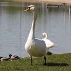 Der Schwan im anmarsch