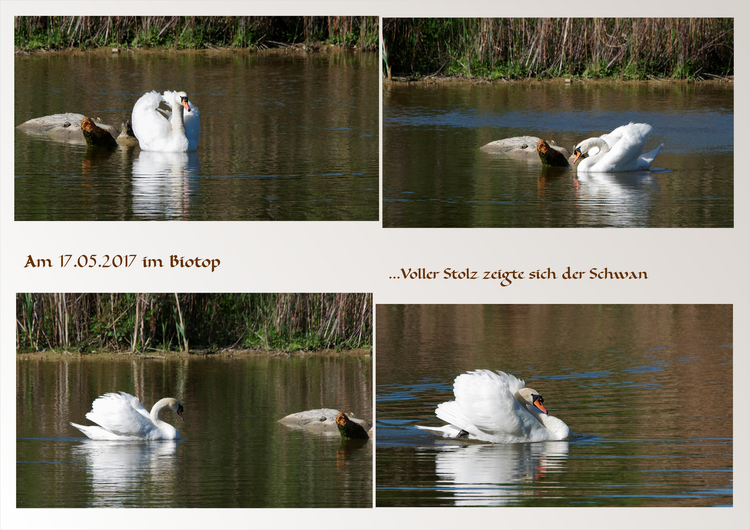 der Schwan im Biotop...