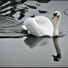 Der Schwan im Bootshafen (II)