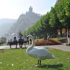 Der Schwan im Einklang mit der Natur.