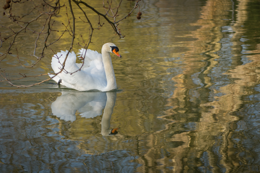 Der Schwan im Frühling