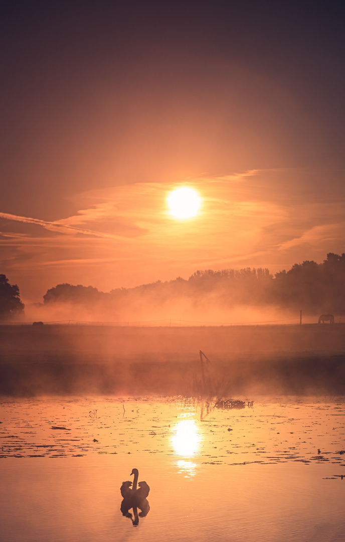 der Schwan im Gegenlicht