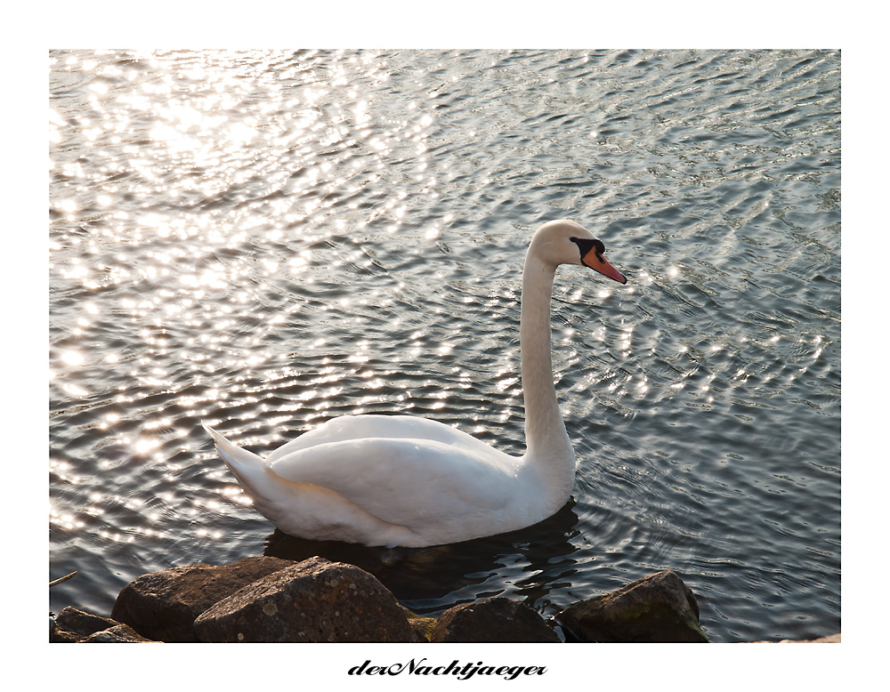 Der Schwan im Goldenen Licht