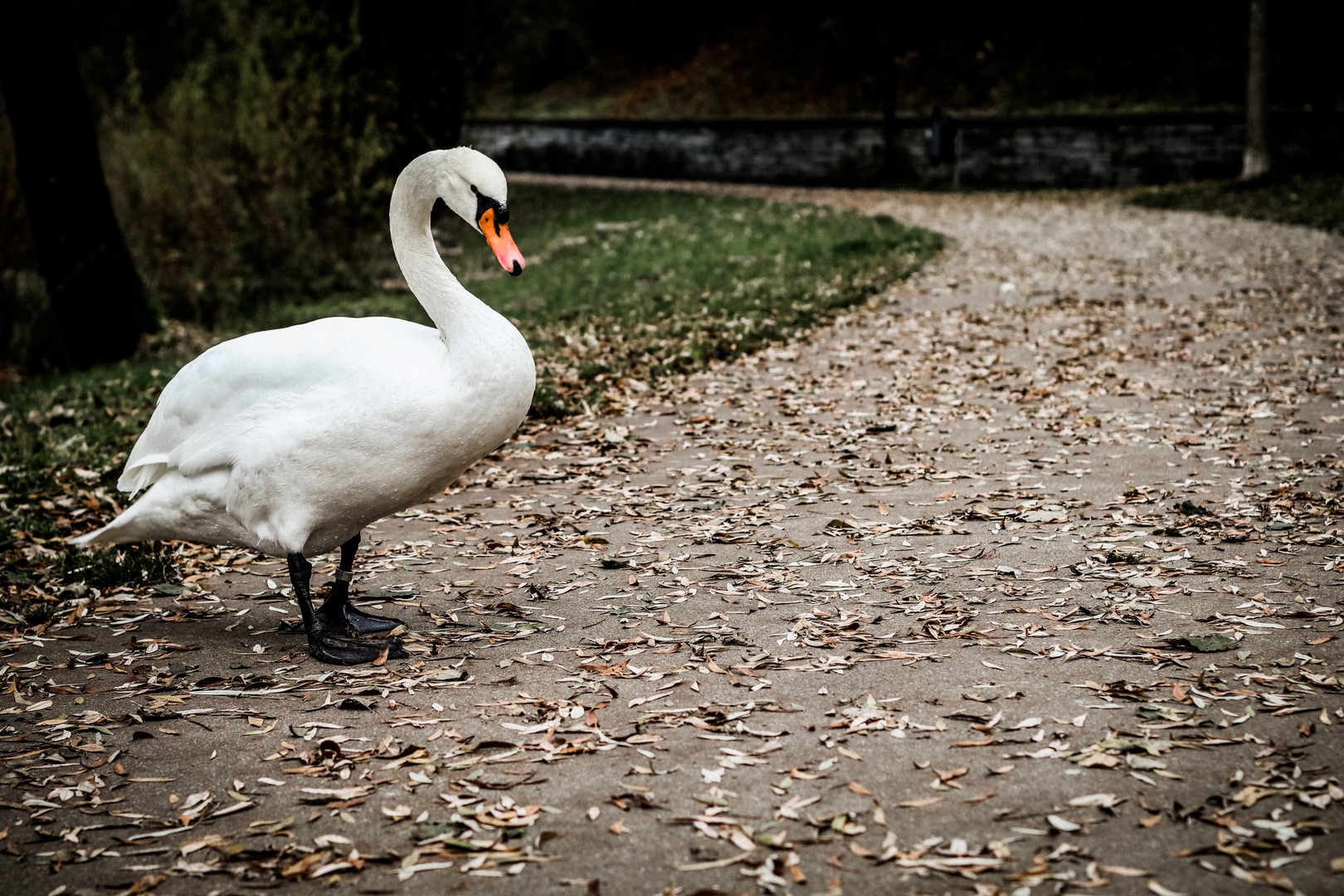 Der Schwan im Herbst